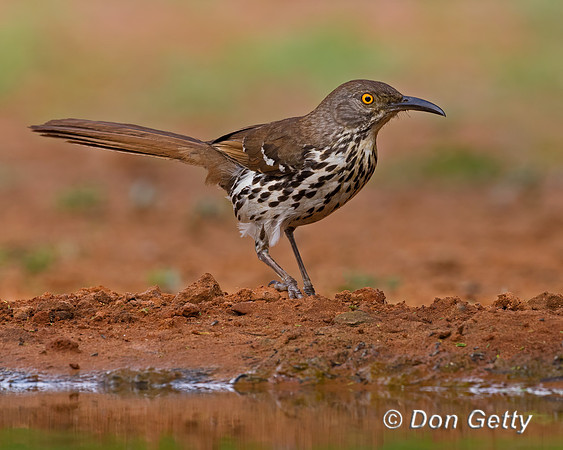 Long-billed Thrasher