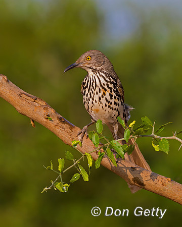 Long-billed Thrasher