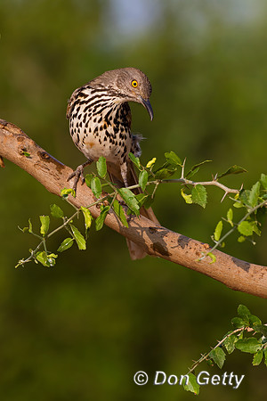 Long-billed Thrasher