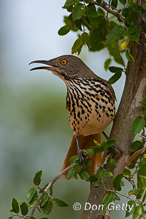 Long-billed Thrasher