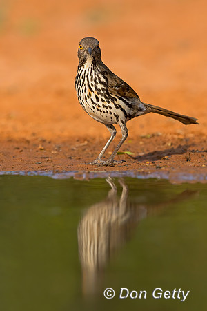 Long-billed Thrasher