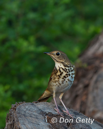 Gray-cheeked Thrush