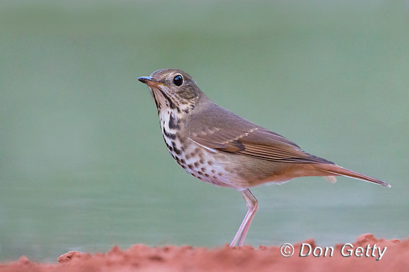 Gray-cheeked Thrush