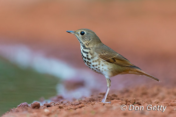 Gray-cheeked Thrush