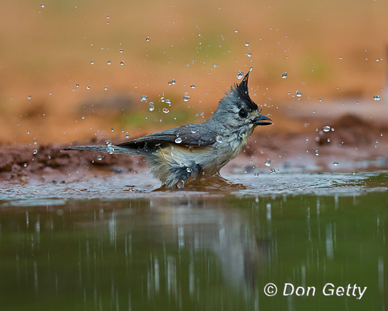 Black-crested Titmouse