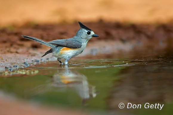 Black-crested Titmouse