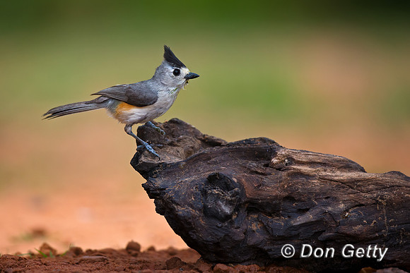 Black-crested Titmouse