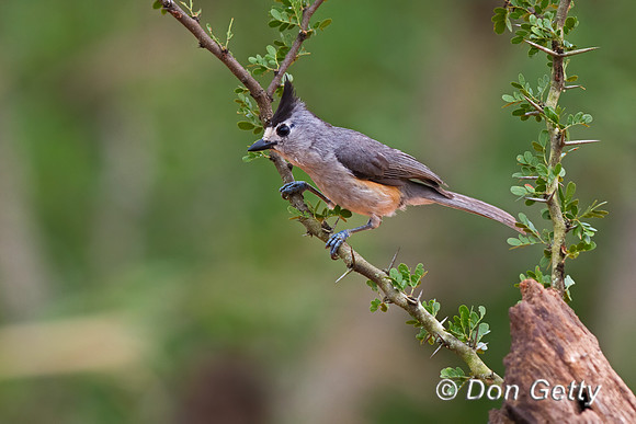 Black-crested Titmouse