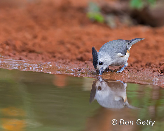 Black-crested Titmouse