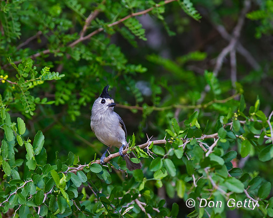 Black-crested Titmouse