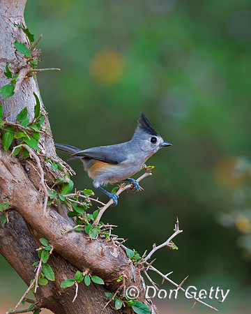 Black-crested Titmouse