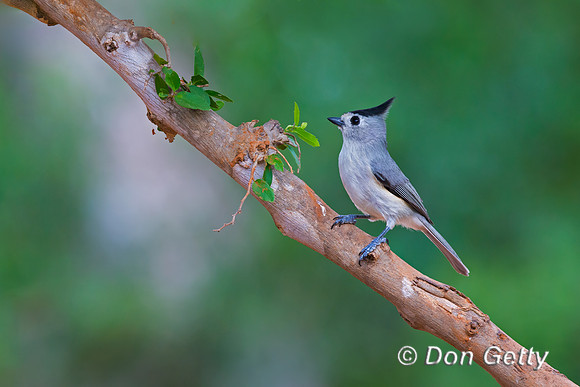 Black-crested Titmouse