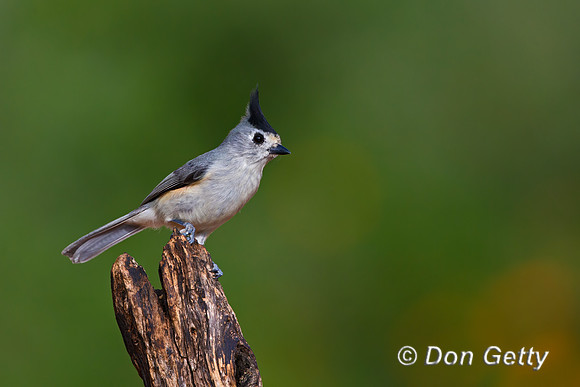 Black-crested Titmouse