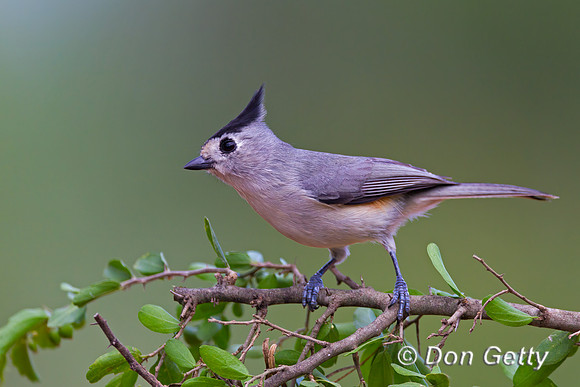Black-crested Titmouse