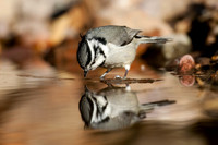 Bridled Titmouse