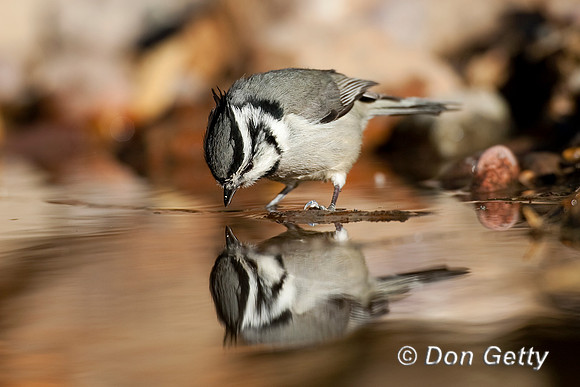 Bridled Titmouse