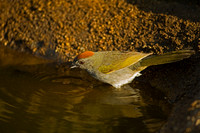 Green-tailed Towhee