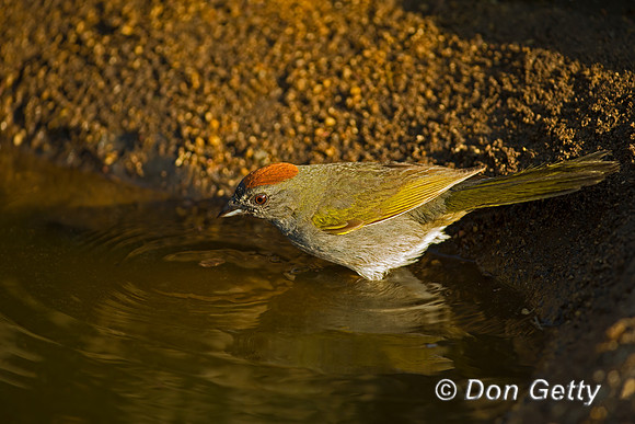 Green-tailed Towhee