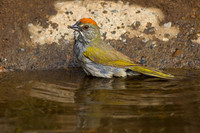 Green-tailed Towhee