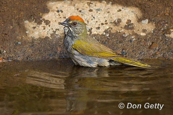 Green-tailed Towhee
