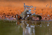 Green-tailed Towhee