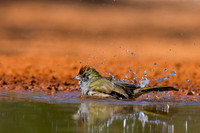 Green-tailed Towhee