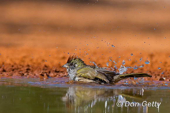 Green-tailed Towhee