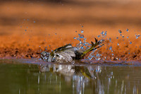 Green-tailed Towhee