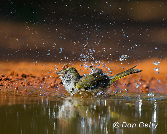Green-tailed Towhee