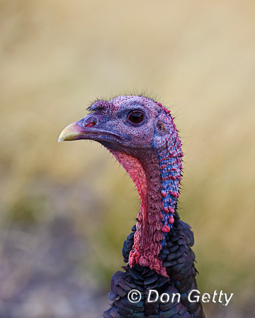 Wild Turkey
