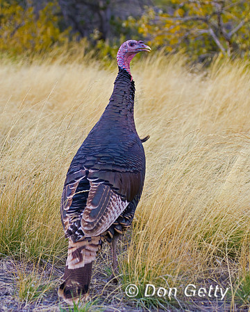 Wild Turkey
