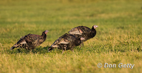 Wild Turkey