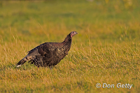 Wild Turkey