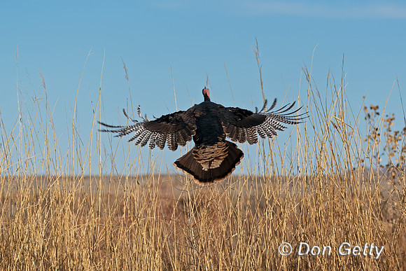 Wild Turkey