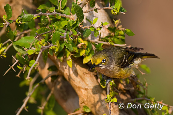 White-eyed Vireo
