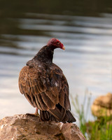 Turkey Vulture