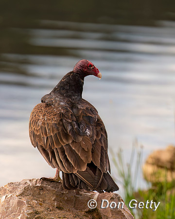 Turkey Vulture