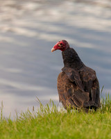 Turkey Vulture