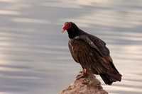 Turkey Vulture