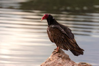 Turkey Vulture