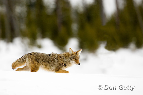 Coyote_D4B3891