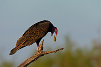 Turkey Vulture