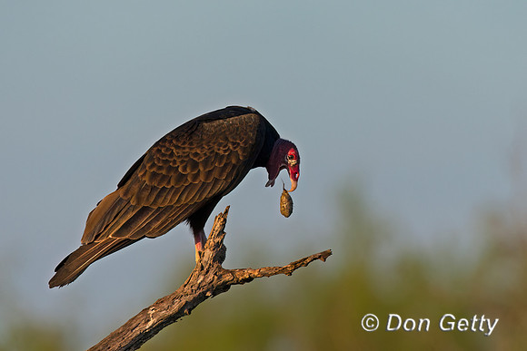 Turkey Vulture
