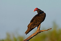Turkey Vulture