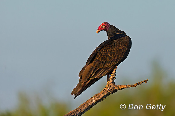 Turkey Vulture