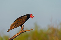 Turkey Vulture