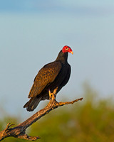 Turkey Vulture