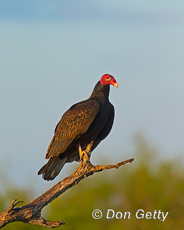 Turkey Vulture