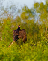 Turkey Vulture
