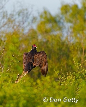 Turkey Vulture